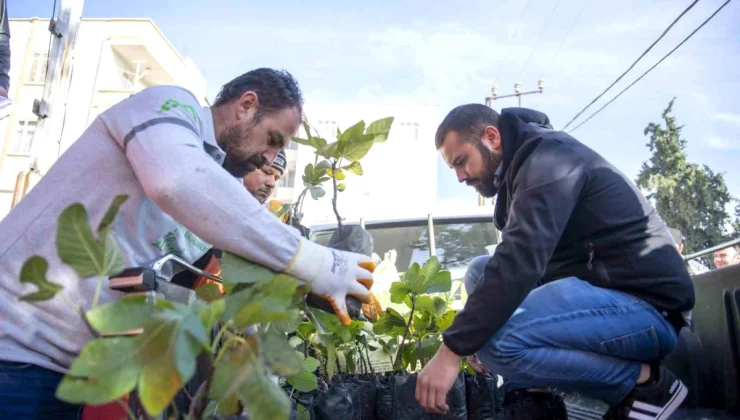 Mersin’de İncir Fidanı Dağıtım Töreni Gerçekleştirildi