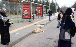 Diyarbakır’da Sokak Hayvanlarına Dikkat Çekildi