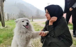 Köpek, Çatıya Çıkıp İtfaiyeyi Yanına Yaklaştırmadı