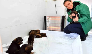 Mersin Büyükşehir Belediyesi Sokak Hayvanlarına Destek Veriyor