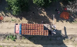 Adana’da ‘Kan Portakalı’ Hasadı Devam Ediyor