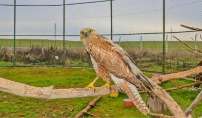 Diyarbakır’da yaralı yaban hayvanları tedavi edilerek doğaya salınıyor