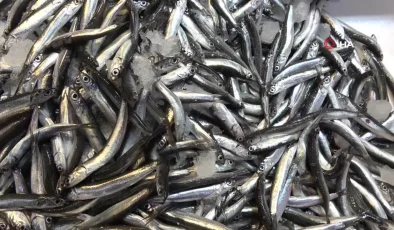 Hamsi İhracatında Artış Devam Ediyor