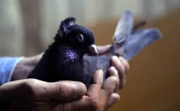 Erzincan’da Kelkit Tepelisi Güvercinleri Yöre İnsanının Tutkusu