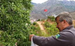 Gümüşhane’de Badem Ağaçları Dalında Çürüyor