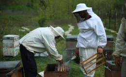 Ordu’da Gezgin Arıcılar Göç Hazırlıklarını Sürdürüyor