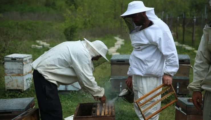 Ordu’da Gezgin Arıcılar Göç Hazırlıklarını Sürdürüyor