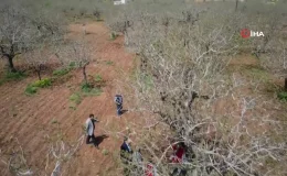 Şanlıurfa’da Fıstık Üretimi İçin İlaçlama Uyarısı