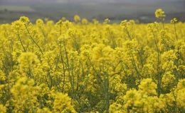 Trakya’da Yağışlar Çiftçinin Rekolte Umutlarını Artırdı